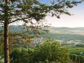 Blick auf Thüngersheim